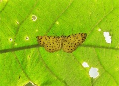 Argyrogrammana stilbe holosticta