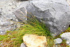 Carex micropoda