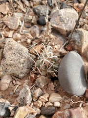 Pediocactus peeblesianus peeblesianus