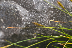 Carex micropoda
