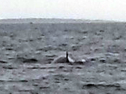 Balaenoptera acutorostrata