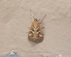 Diastictis