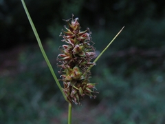 Carex bonariensis