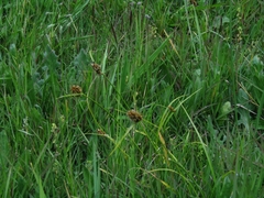 Carex bonariensis