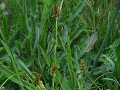 Carex bonariensis