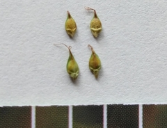 Carex bonariensis