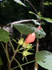 Malvaviscus concinnus