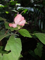 Malvaviscus concinnus