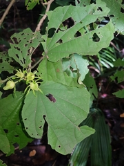 Malvaviscus concinnus