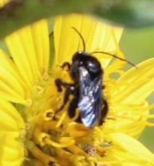 Melissodes bimaculatus