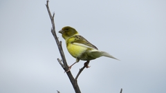 Serinus canaria domesticus