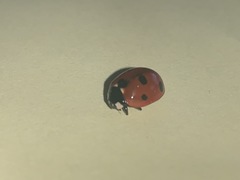 Coccinella septempunctata