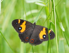 Tisiphone abeona albifascia