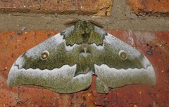 Gonimbrasia zambesina