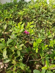Rhododendron