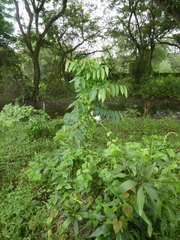 Glochidion zeylanicum