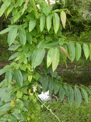 Glochidion zeylanicum