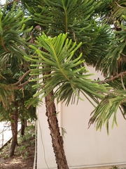 Araucaria
