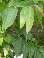 Glochidion zeylanicum