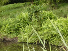 Nephrolepis biserrata
