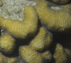 Leptoria phrygia
