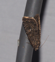 Condicinae