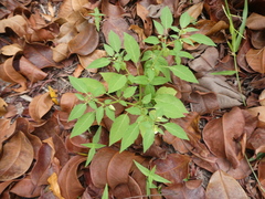 Physalis minima