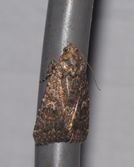 Condicinae