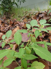 Physalis minima