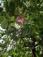 Bauhinia