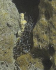 Isactinia citrina
