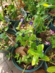 Catharanthus roseus