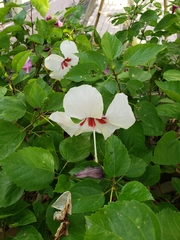 Hibiscus