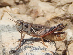 Melanoplus devastator
