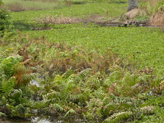 Stenochlaena palustris