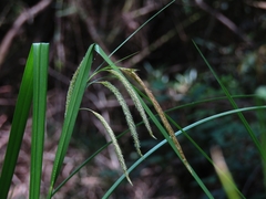 Carex excelsa