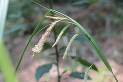 Carex excelsa