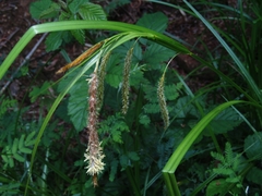Carex excelsa
