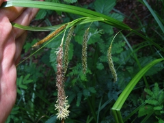 Carex excelsa