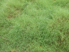 Zoysia