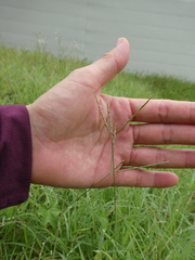 Zoysia
