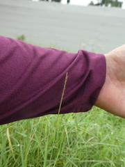 Zoysia