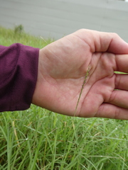 Zoysia