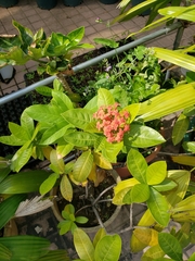 Ixora