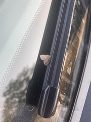 Phalaenostola metonalis