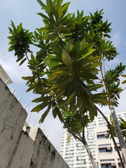 Xanthostemon chrysanthus
