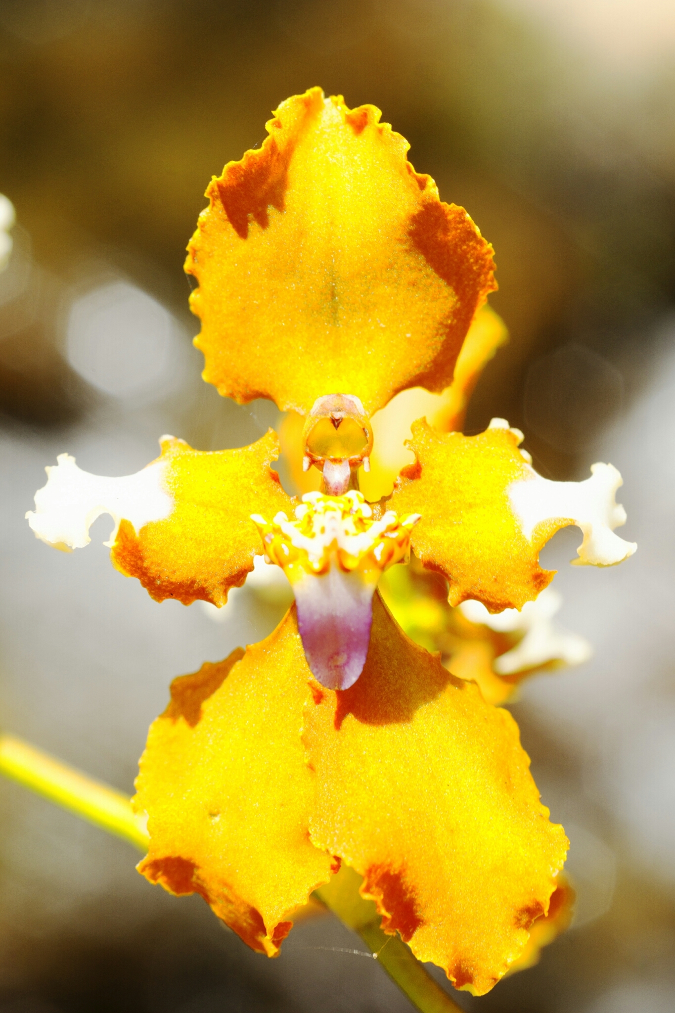 Cyrtochilum ventilabrum (Rchb.f.) Dalström 2