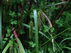 Carex excelsa