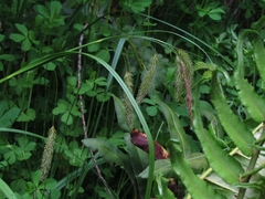 Carex excelsa