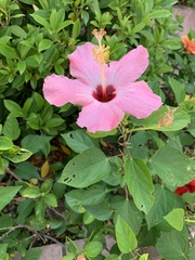 Hibiscus